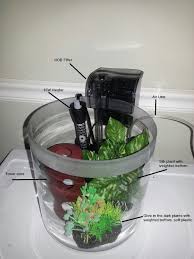 5 Gallon Betta Tank Setup Google Search