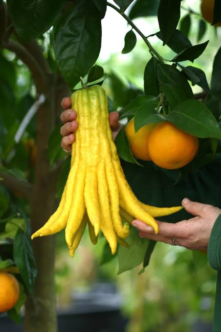 Mga resulta ng larawan para sa Buddha’s Fingers citrus fruits"