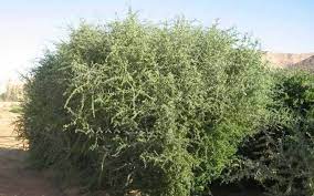 A.o.a in this video we are going to explain the reality behind planting gharqad tree in india and israel, gharqad. Yahudi Berlomba Tanami Pohon Gharqad Di Tanah Palestina Islampos