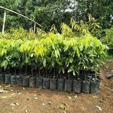 Sebenarnya sistem jual bibit tanaman secara online ini sudah ada yang melakukanya, namun jumlahnya tidak banyak dan tidak sebanding dengan permintaan. Bibit Tanaman Buah Kelengkeng New Kristal Higaragro