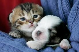 (cat and dogs play) contents. Cute Kittens And Puppies Cuddling Novocom Top
