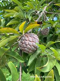 Image result for Annona squamosa