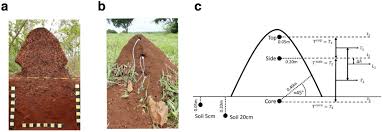 Termites love to nest in the root crowns of these trees. Investigating Termite Nest Thermodynamics Using A Quick Look Method And The Heat Equation Biorxiv