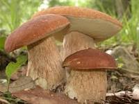 Image result for Pseudocolus schellenbergiae