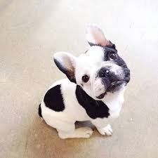 Black And Brown French Bulldog For Sale Black White Filled With Cuteness Cute Animals Animals Pets