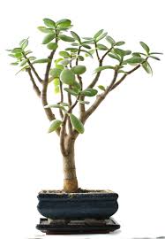 Crassula sarcocaulis, 4 pot, great for bonsai! Bonsai Pflege Und Baum Gestaltung Als Hobby Crassula Ovata