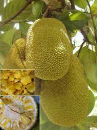 Almost Skinny Vegan Food What Is A Jackfruit Jackfruit Tree Tropical Fruits Fruit Tree Nursery
