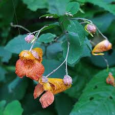 Image result for Balsaminaceae