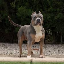 Maybe you would like to learn more about one of these? Xxl American Bully Xxl Luxor Bullys Odysseus Bully Breeds Dogs American Bully Scary Dogs