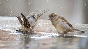 Biogärtner karl ploberger präsentiert bonsai und keramik in einem gartenparadies in niederösterreich, britische gartenkunst par excellence und wertvolle tipps für pflege von zimmerpflanzen. Spatzen Helfen 5 Tipps Wie Wir Spatzen Ein Zuhause Bieten Konnen Br De In 2020 Vogel Im Garten Spatz Haussperling