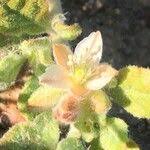 Image result for Glinus hirtus