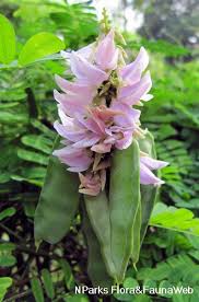 Image result for Abrus fruticulosus