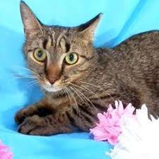 Search our free cat classifieds ads by owner. Manx Kittens For Sale In Virginia Adoptapet Com