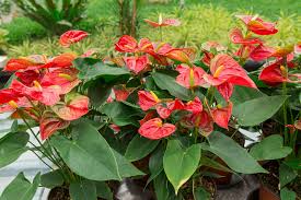 Image result for Araceae