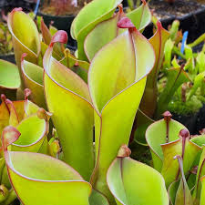 Image result for Hionanthera