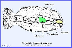 Image result for Platycaulos