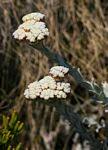 Image result for Helichrysum sulfureofuscum