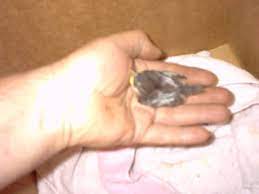 My Experience With Raising A Baby Sparrow Pethelpful