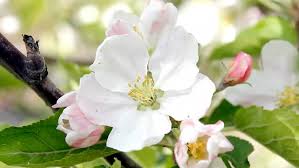 Maybe you would like to learn more about one of these? Nice Pear Tree White Bloom Stock Footage Video 100 Royalty Free 17554168 Shutterstock