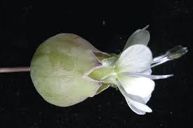 Image result for Silene kiwuensis