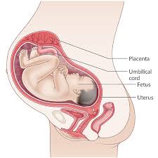 27 Weeks Pregnant: Baby Development, Symptoms & Signs | Week By Week