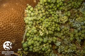 Image result for Kohautia microflora