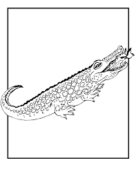 Alligators have a u shaped nose, whereas crocodiles have a v shaped nose. Free Printable Crocodile Coloring Pages For Kids