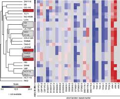 Certain colors of bms or stools can be a warning sign of cancer. Epigenetic And Genetic Features Of 24 Colon Cancer Cell Lines Oncogenesis