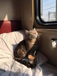 Espressivita E Curiosita Dal Pianeta Gatto Espressivita E Curiosita Dal Pianeta Gatto Curiosita Dal 2020 Sevimli Kediler Hayvanlar Sevimli Hayvan Yavrulari