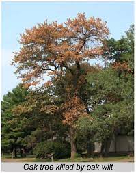 What You Need To Know About Oak Wilt Peters Todd S Tree Service