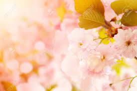 Check spelling or type a new query. Blossoming Sakura Tree On Blurred Nature Background Stock Photo Picture And Royalty Free Image Image 65504642
