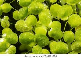Image result for Lemna minor