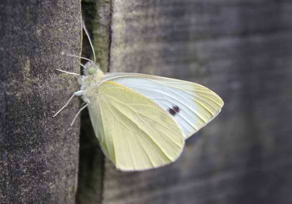 Cabbage White Butterflies - POD | Easy Edible Gardening