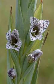 Image result for Gladiolus ecklonii