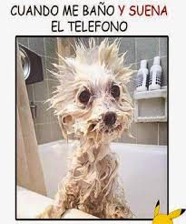 We did not find results for: Chistes Imagenes Y Frases Graciosas Para El Fin De Semana