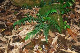 Image result for Macrothelypteris rammelooi