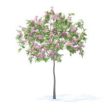 Plum Tree With Flowers 3d Model 2m Tree Plum Model Flowers Cvety Rasteniya