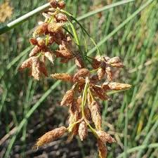 Image result for Schoenoplectus muricinux