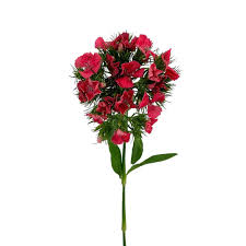 Image result for Dianthus