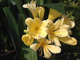 Image result for Clivia miniata