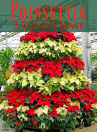 Poinsettia A Christmas Flower But Is It Poisonous Poinsettia Plant Poinsettia Tree Christmas Poinsettia