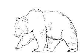 How To Draw A Bear Draw Central Bear Drawing Bear Face Drawing Bear Sketch