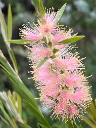 Image result for Callistemon