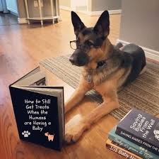 Maybe you would like to learn more about one of these? 11 Real Pregnancy Announcements That Incorporate Fur Babies