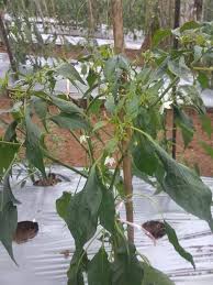 Check spelling or type a new query. Obat Racun Yang Pas Untuk Daun Keriting Layu Dan Kuning Pada Tanaman Cabai Tips Petani
