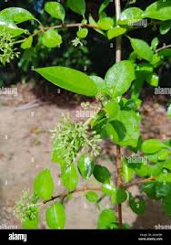 Image result for Pisonia aculeata