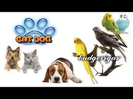kus sarki soyluyor bjk fb gs diyo gibi cats dogs cats kus kopek