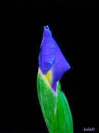 Maybe you would like to learn more about one of these? Beautiful Blooming Flowers Animated Gifs Beautiful Flowers Beautiful Roses Flowers Gif