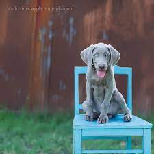 Pet Photography Props Dog Photoshoot Puppy Photography