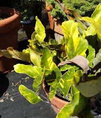 Image result for Pyrrosia rhodesiana